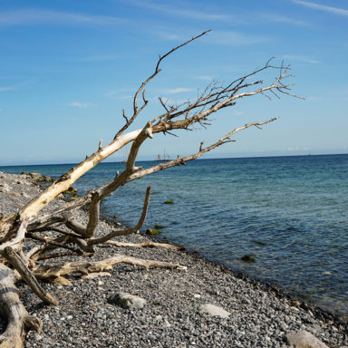 Zu sehen ist ein Toter Baum an der Küste vor Mons Klint in Dänemark