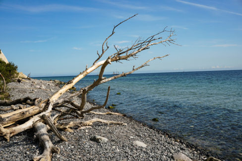 Zu sehen ist ein Toter Baum an der Küste vor Mons Klint in Dänemark