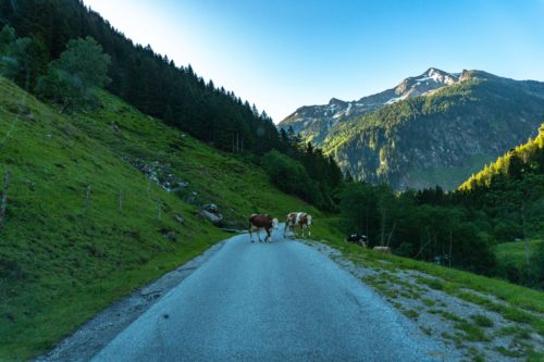 Zu sehen sind Kühe die eine Straße überqueren